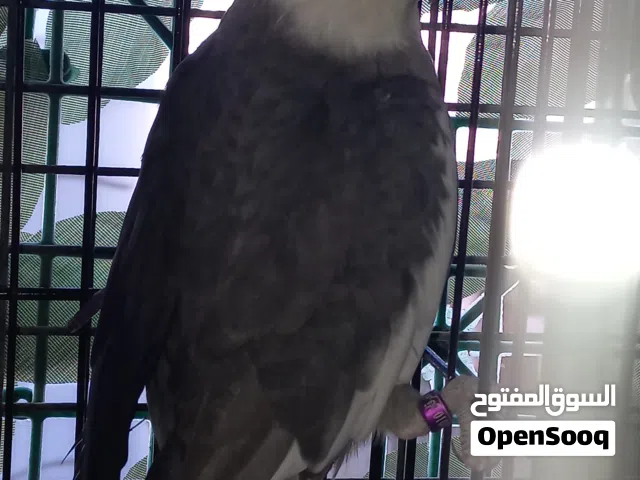 كوم كوكتيل