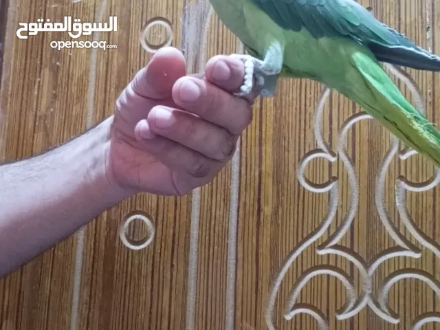 للبيع ببغاء نيبالي