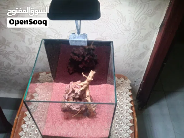 حوضين. سمك  للبيع