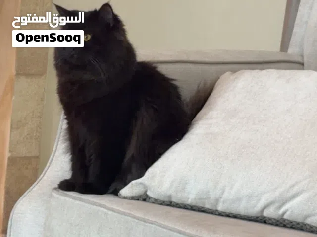 قط ذكر للتبني مجانا