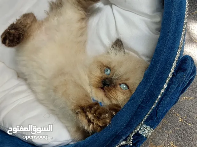 قطط هملايا العمر شهرين ذكر وانثى