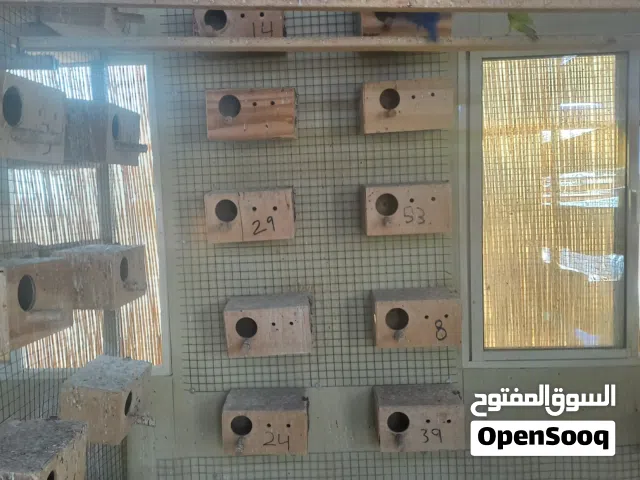 بياضات خشب للطيور Birds Nests