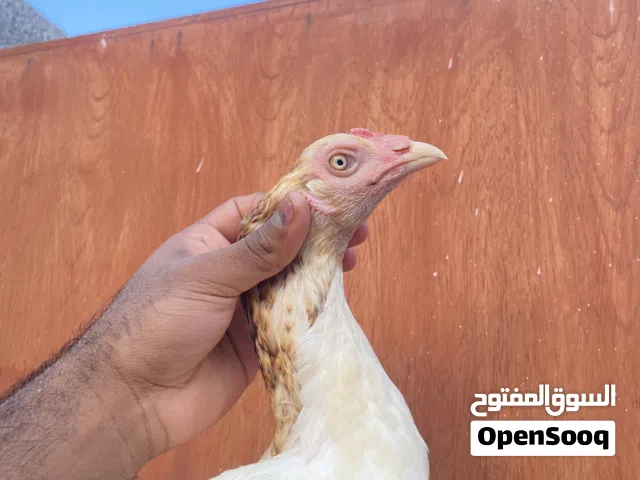 دياية سندية مع ولدها نسل عالمي للبيع تبارك الله* اقرا الوصف* مهم جدا