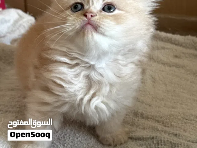 Persian kitten