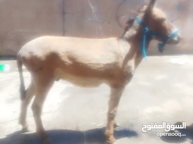 حمار للبيع