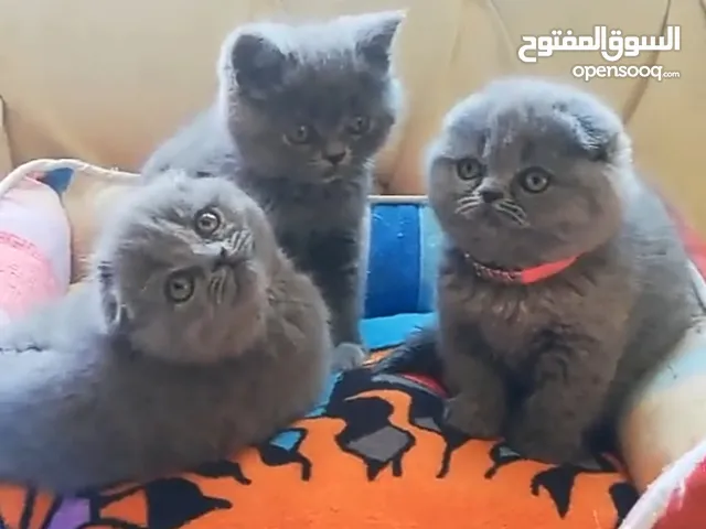 قطط مميزه للبيع