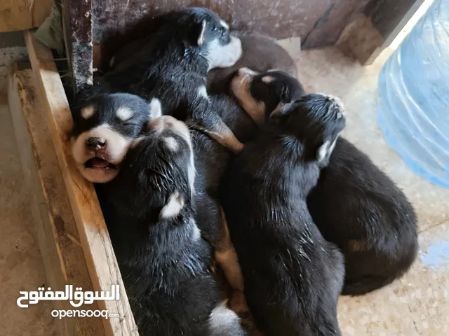جراو هاسكي