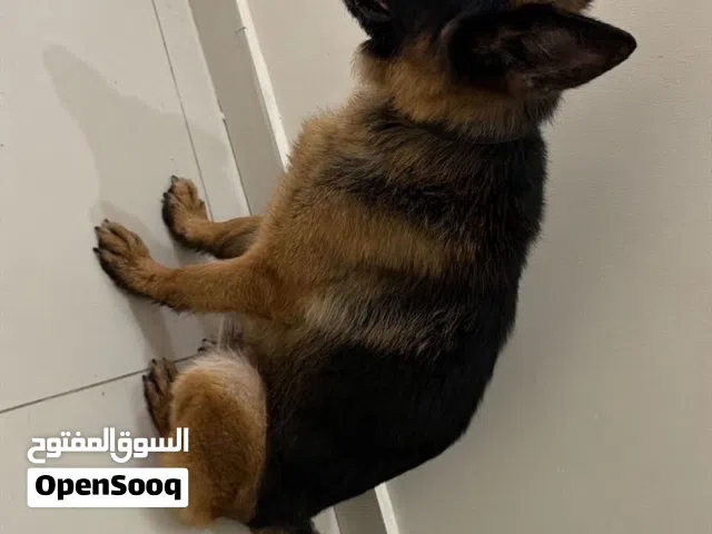 للبيع كلب جيرمن ذكر