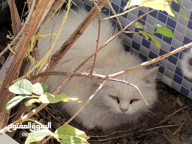 قطه للبيع  التواجد عبري