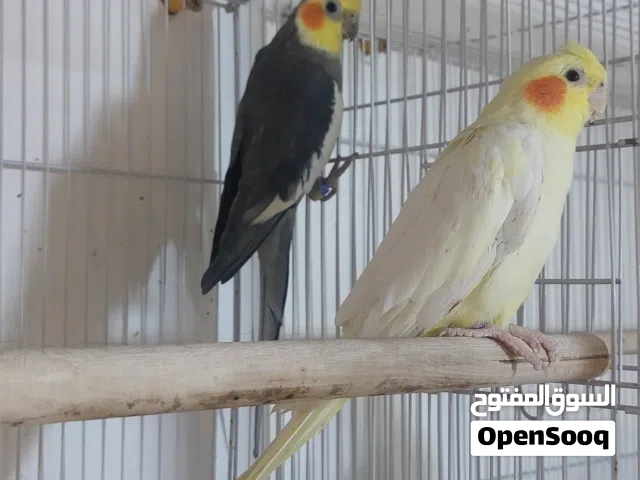 كوكتيل زوج