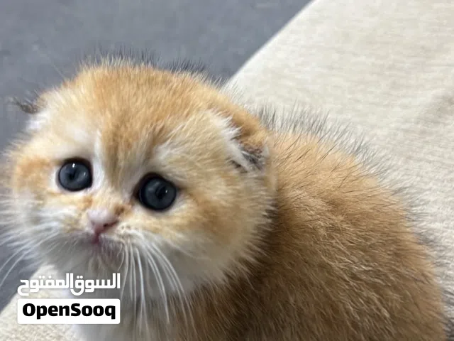 غولدن ny 12 اصول مسجلة بيور مليار بالميه السعر عرض شوف الوصف