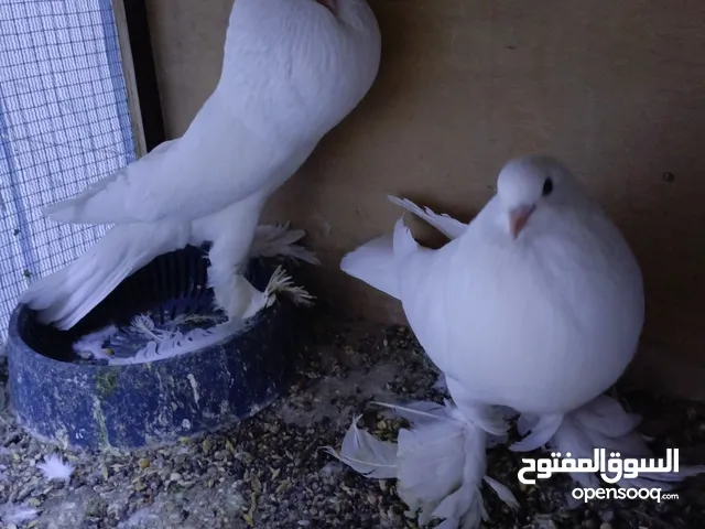 مطلوب مطلوب أقره الوصف
