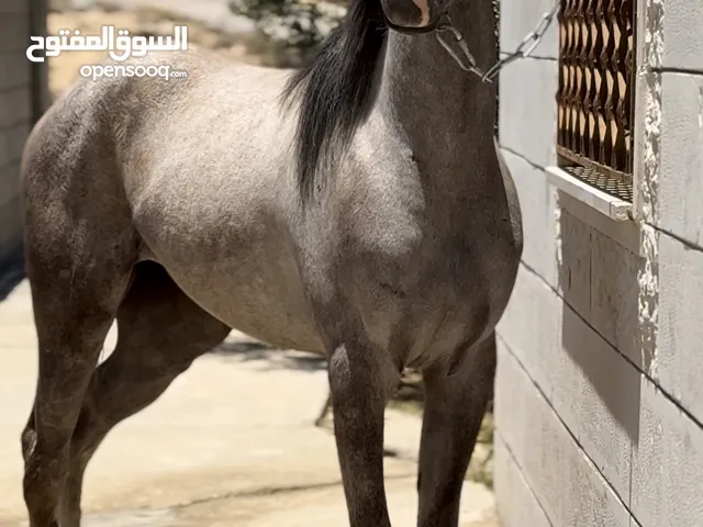 مهرة عرق عربي شعبية للبيع