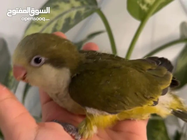 فرخ كويكر زيتوني dark green عس محجل من انتاجي