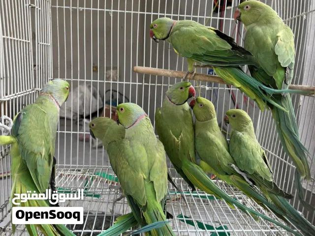 للبيع متو ازواج وا فردي