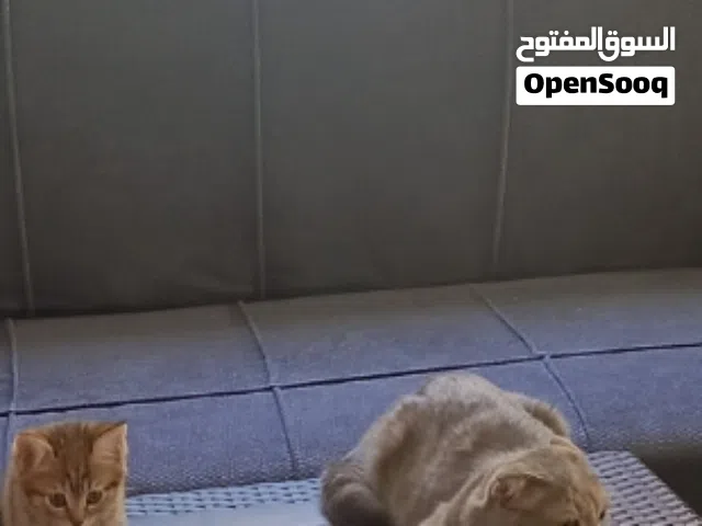 قطة انثى للبيع عمرها 10 شهور مع اولادها عدد 3 عمر شهرين
