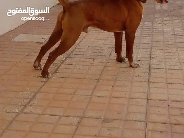 بيتبول امريكي