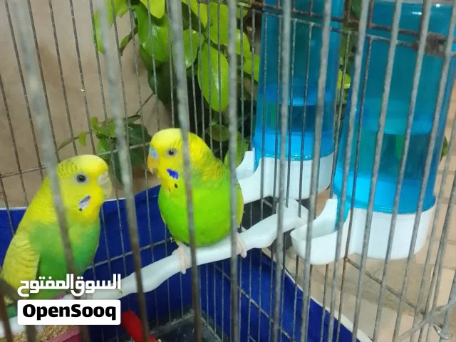 جوز حب للبدل على بط