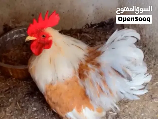 للبيع ديج كوشن العدد 2