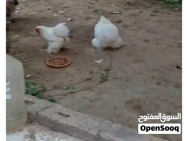 البيع كوبية او دكر بروحه عادي
