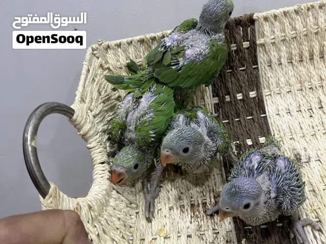 للبيع فروخ متو وا فروخ كوكتيل