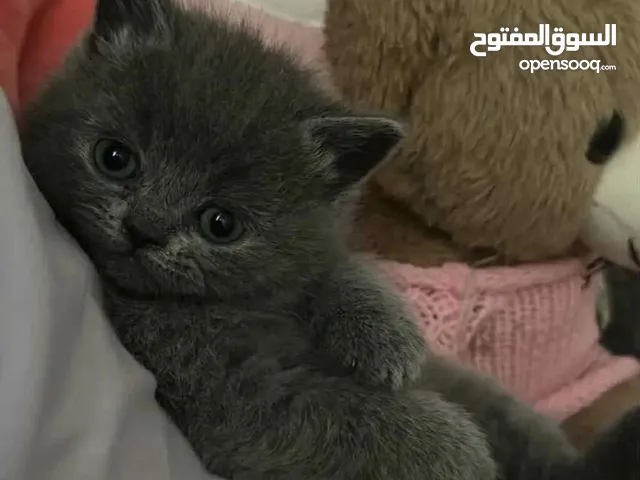 قطط هملايا وقطط سكوتش للبيع