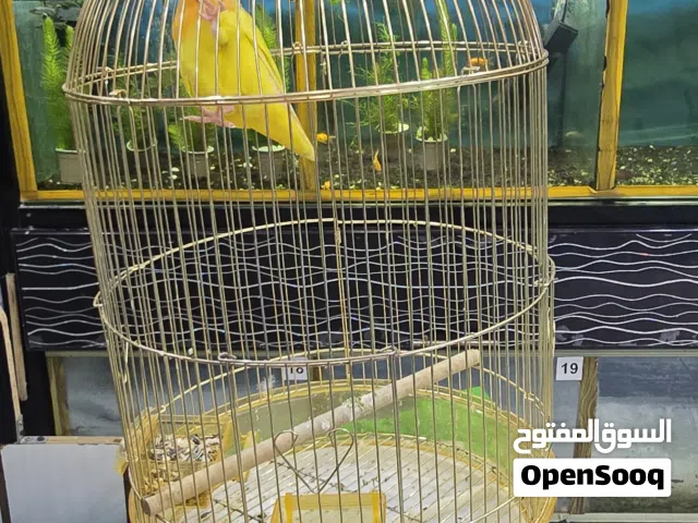 yellow love bird /withcage
