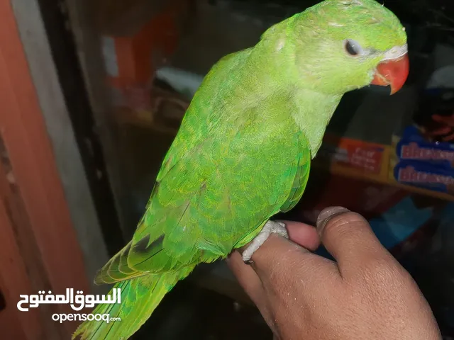 بسم الله ما شاء الله فرخ دره هندي ( النوع المتكلم ) باقي له اسبوعين وينفطم