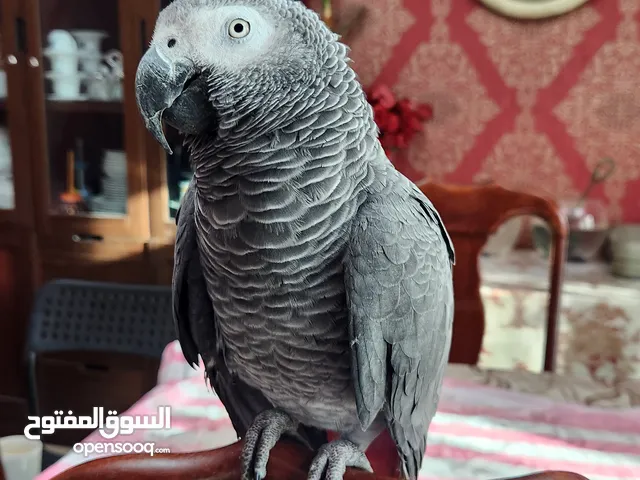 Adult african congo grey for sale - كاسيكو