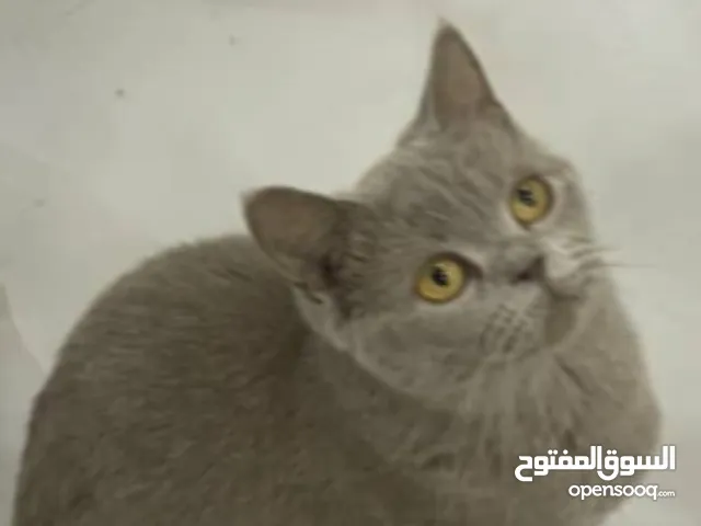 قطه أنثى لعوبه