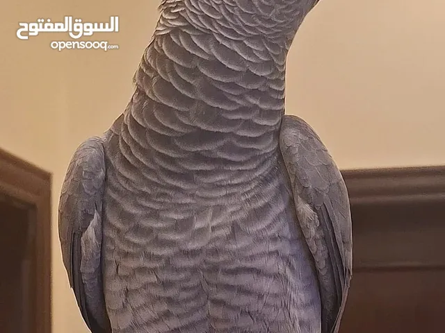 مطلوب كاسكو كبير بالعمر شغل جيزه مطلوب جواز كايك مطلوب جواز صن كنيور