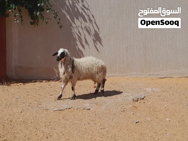 فطيمه وطنيه الله يبارك عمرها ف8شهور محصنه وسليمه العيوب..