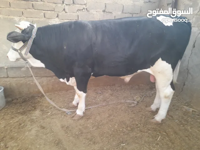 عجل استرالي للبيع بثلاثة ملايين وثمنمية