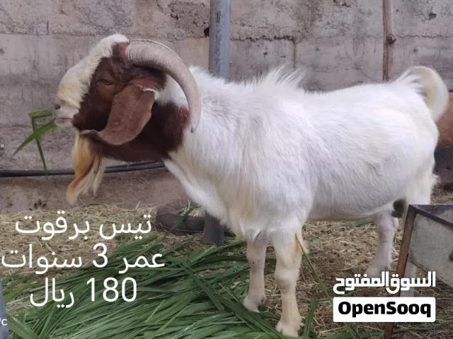للبيع أغنام البرقوت السعر في الصور