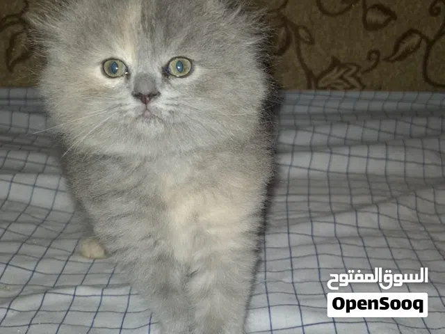 قطط للبيع بداعي لسفر