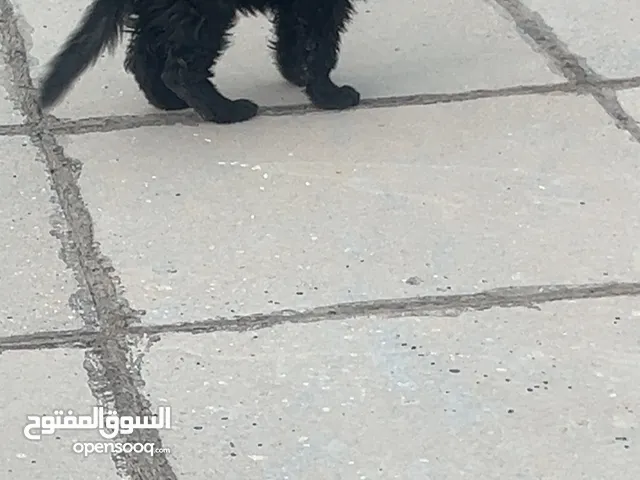 جيرمن لونك هير بلاك