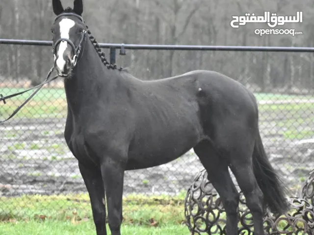 Black Horse