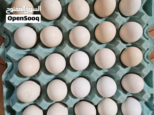 بيض عماني للبيع