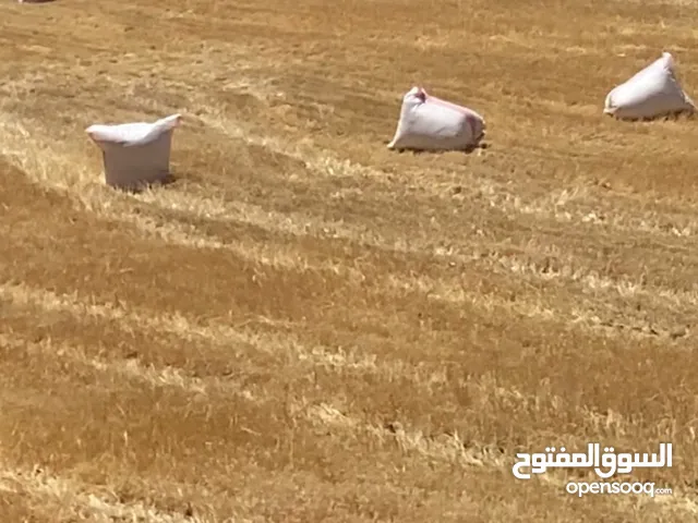 موجود تبن للبيع حصاد اليوم