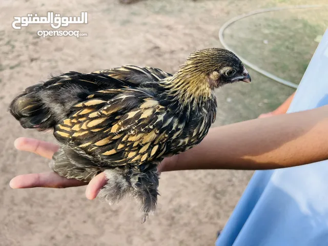 متوفر كتكوت ابرهما سبرايت انحاسي ربي ايبارك حجم ورسمه1ديك 3دجاجات واخدات جميع التحصينات العمر 40يوم