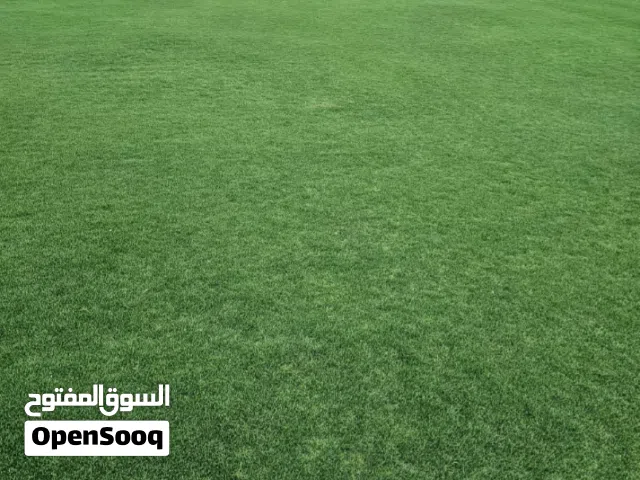 معشب طبيعي بلس بيلم امريكي