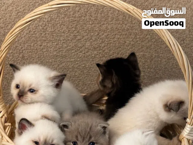 سكوتش ستريت / فولد