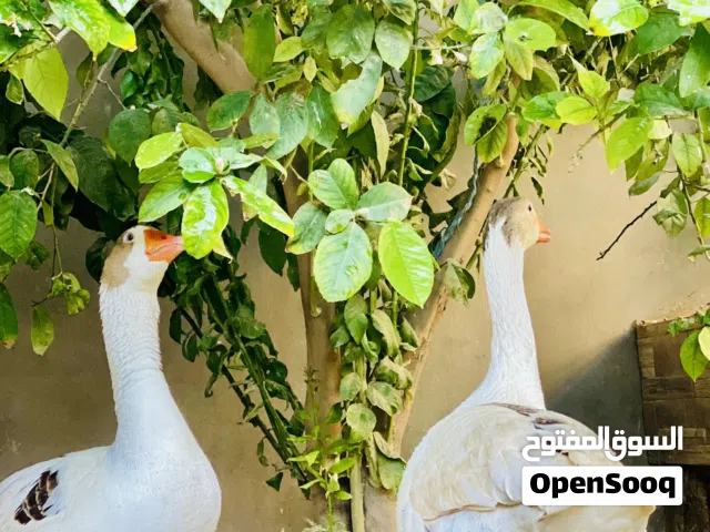 السلام عليكم وز دكر وانثي للبيع