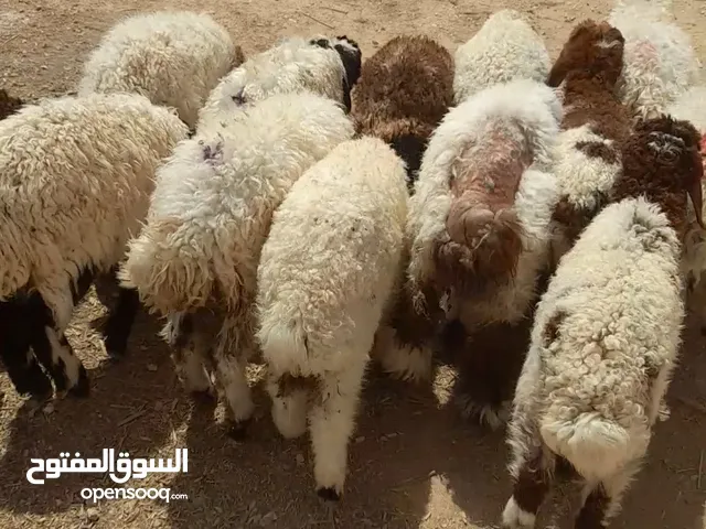 14 عبور كفاله