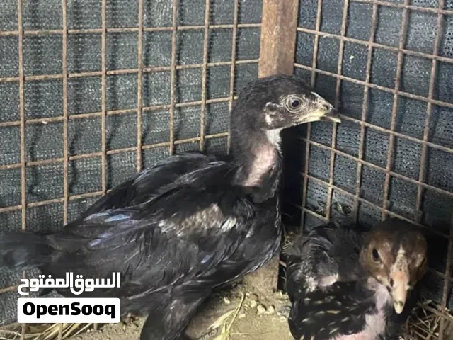 يستوي صقب او بيع امورهن طيبه نسل عالمي .