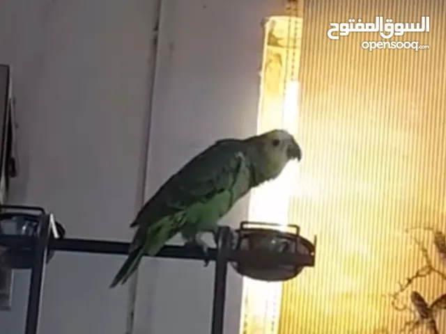امزوني بلو فرونتد اليف متكلم