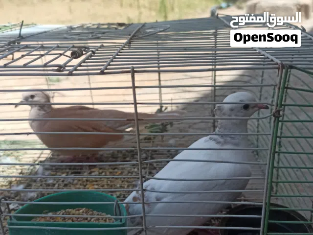 كوبيا حمام يمامه