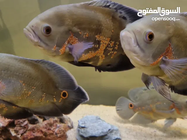 حوض 80×70 سم والعمق 30 سم واسماك اوسكار كبيره للبيع