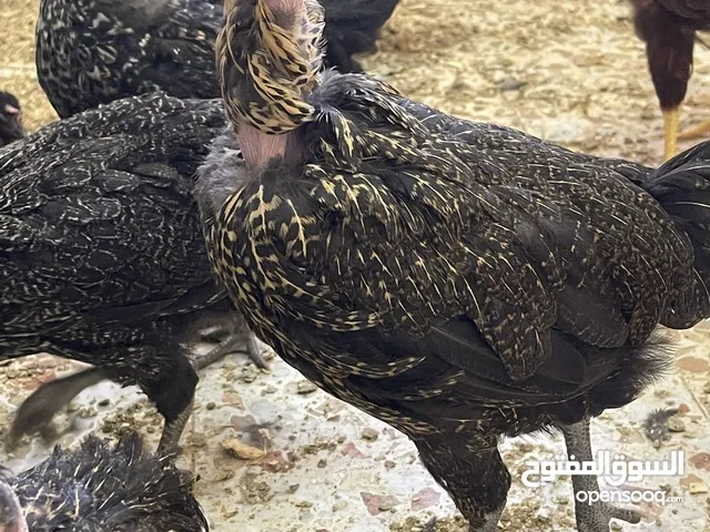 فراخ دجاج بلدي او ابو رقبه