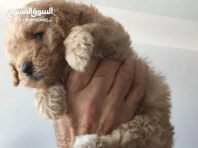 maltipoo male